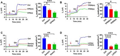 Ca2+-Permeable Channels/Ca2+ Signaling in the Regulation of Ileal Na+/Gln Co-Transport in Mice